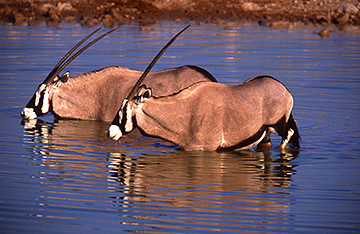 Oryx Drinking